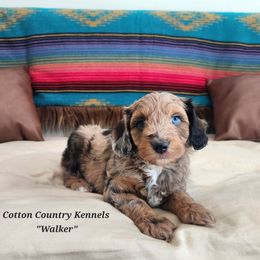 Walker - Sable male Aussiedoodle puppy in Vinemont, Alabama from Cotton Country Kennels