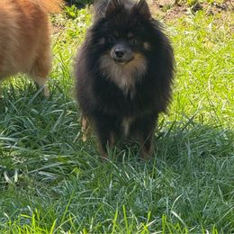 Coco - Pomeranian