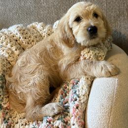 Aussiedoodle and Goldendoodle Puppies from Classic City Doodles