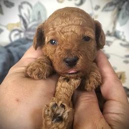 Lena - Red Mini Poodle Raised in Home - Red  female Poodle puppy in Falcon, Missouri from Cedar House Heritage Poodles | AKC Toy & Miniature Poodle Puppies Raised in Home