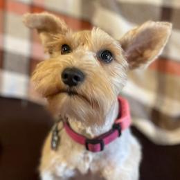 Montana Rose - Miniature Schnauzer