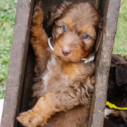 Sofie's White Girl - Red phantom female Aussiedoodle puppy in Burkesville, Kentucky from Bline’s Awesome Aussies, Aussiedoodles & Doxies at the Bline Family Farm