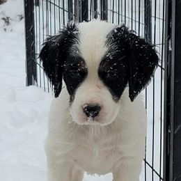 Hav - Blue belton and tan (tri-color) male English Setter puppy in Tiskilwa, Illinois from First Harmony Farms