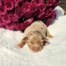 Girl 4 - female Miniature Australian Shepherd puppy in Sandown, New Hampshire from Ashby Lou Aussies