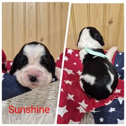 Sunshine - Black and white female English Springer Spaniel puppy in Freeland, Michigan from McNally's Springer Spaniels