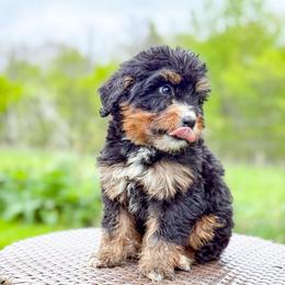 Boy 2 - Tri-color male Bernedoodle puppy in Montrose, Michigan from Livy’s Doodles