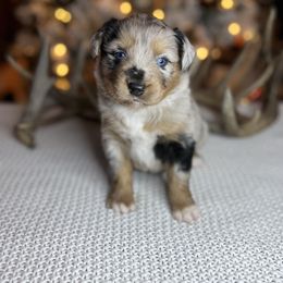Miniature Australian Shepherd Puppies from Quartz Creek Aussies