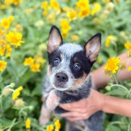 Sayre - Blue female Australian Cattle Dog puppy in Fairview, Oklahoma from Flying D Kennels