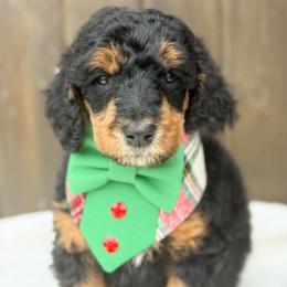 Fiyero - Phantom male Poodle puppy in Bellville, Ohio from Cedar Ridge Standard Poodles
