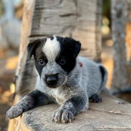 Max - Blue male Australian Cattle Dog puppy in Sahuarita, Arizona from A2 Australian Cattle Dogs