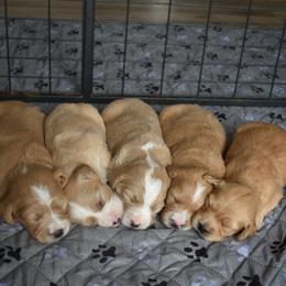 Aussiedoodle and Goldendoodle Puppies from Classic City Doodles