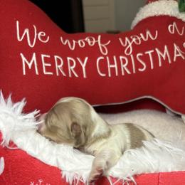 Piebald - Chocolate and cream female Dachshund puppy in Crestview, Florida from Neverending Dachies
