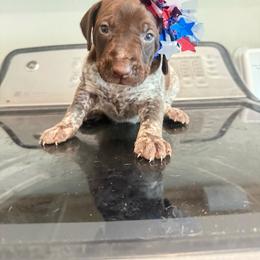 Red Collar - Liver roan female German Shorthaired Pointer puppy in Axtell, Texas from Texas German Shorthaired Pointers