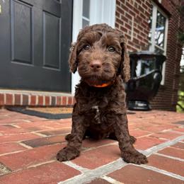 Orange Collar Girl - Chocolate female Australian Labradoodle puppy in Hagerstown, Maryland from Westfields Labradoodles