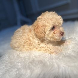 Poodle Puppies from Pawsome Poodles