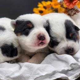 Australian Cattle Dogs and Australian Shepherds from Bluebonnet Heelers