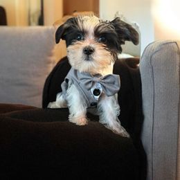 Eeyore - Black and white male Shih Tzu puppy in Ocala, Florida from Yorkie  And Shih Tzu Love