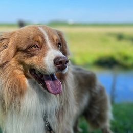 Buff - Miniature American Shepherd