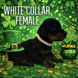 Lola - Black and rust female Doberman Pinscher puppy in Wellington, Ohio from Jossie Doberman Pinschers