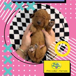 Polly Pocket - Red  female Goldendoodle puppy in Garland, Texas from Twilight Doodles