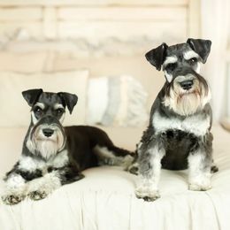 Miniature Schnauzers from Peach State Miniature Schnauzers
