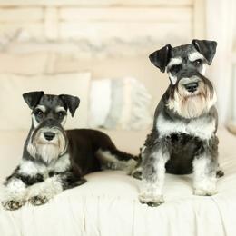 Miniature Schnauzers from Peach State Miniature Schnauzers