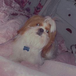 Max - Shih Tzu