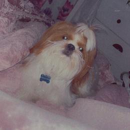 Max - Shih Tzu