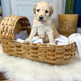 Matilda Mae English Teddybear - Apricot female Goldendoodle puppy in Grove, Oklahoma from Guinn Family Farms