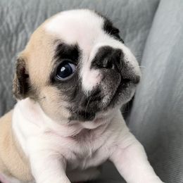 French Bulldogs from All About The French