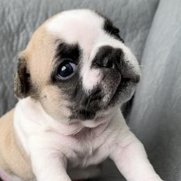 French Bulldogs from All About The French