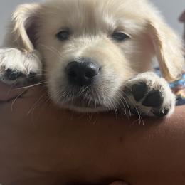 Golden Retriever Puppies from Wise Goldens