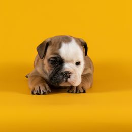 Bulldog Puppies from Darcy Dunn