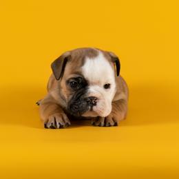 Bulldog Puppies from Darcy Dunn
