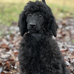 Eve(Trained) - Black Poodle puppy in North Carolina from The Silver Collar