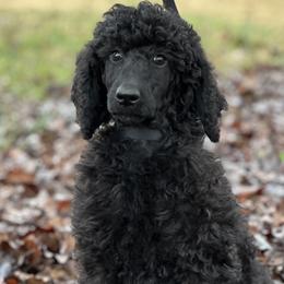 Eve(Trained) - Black Poodle puppy in North Carolina from The Silver Collar