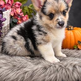 Panda - Blue merle and white female American Corgi puppy in Missouri from Country Legends Aussies & Corgis