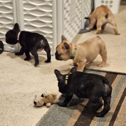 French Bulldog Puppies from A&D Frenchies