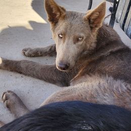 Sykes - German Shepherd