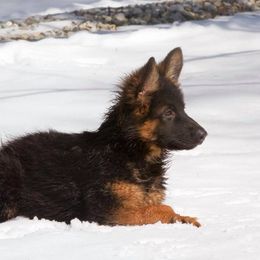 German Shepherd Puppies from Westhaus K9