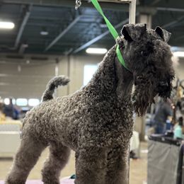 Buddy - Kerry Blue Terrier