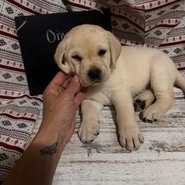 Campari - Yellow female Labrador Retriever puppy in Wittmann, Arizona from AM Labradors