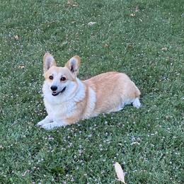 Sparkle - Pembroke Welsh Corgi
