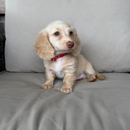 Akc Red Collar boy - Cream male Dachshund puppy in Odessa, Texas from K9 Royal Club