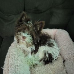 Cardi - Yorkshire Terrier