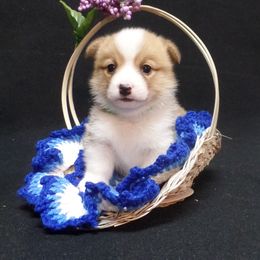 Pembroke Welsh Corgi Puppies from Foxfurewe Corgis