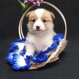 Pembroke Welsh Corgi Puppies from Foxfurewe Corgis
