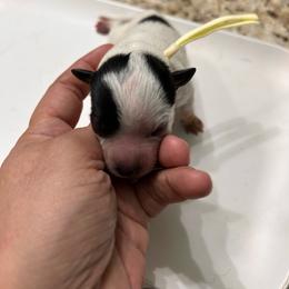 Yellow - Blue female Australian Cattle Dog puppy in Chelsea, Oklahoma from CT Mini Heelers