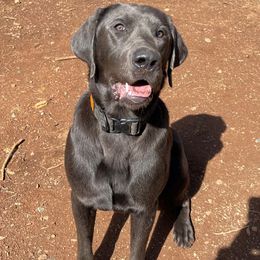 Vader - Dilute Retriever