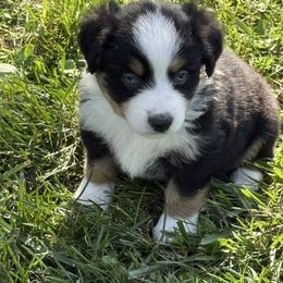 Girl 1 - Black tri female Miniature American Shepherd puppy in Easton, Missouri from Country Creek Kennels
